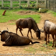 Bangladesh Natinal Zoo_20